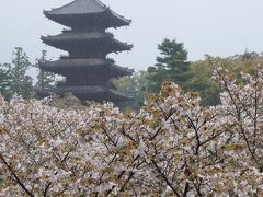 吉野と京都の桜を見に行ったが桜が終わっていた(2日目)