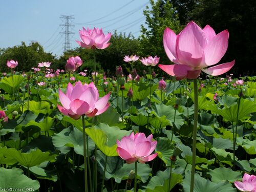 本庄総合公園」の花ハス（大使蓮）_2023_綺麗に咲き揃って、見頃が続い