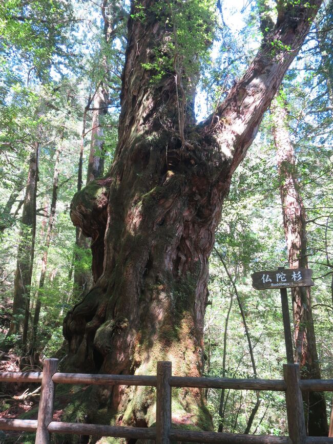 2023年6月 屋久島2泊3日の旅＜2日め＞ヤクスギランド→屋久杉自然館→大川の滝