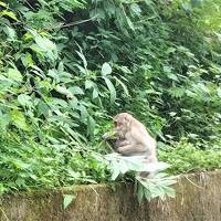 3年越しの白神山地②　暗門の滝（第3）とブナ林トレッキング