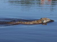 北パンタナール・レンソイス・イグアスの滝。ブラジル絶景紀行（1/3）
