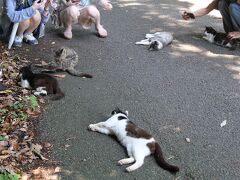 青い海と野良猫？の楽園、石巻市・田代島