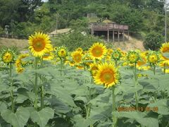 柏市のあけぼの山農業公園・ひまわり・2023年7月