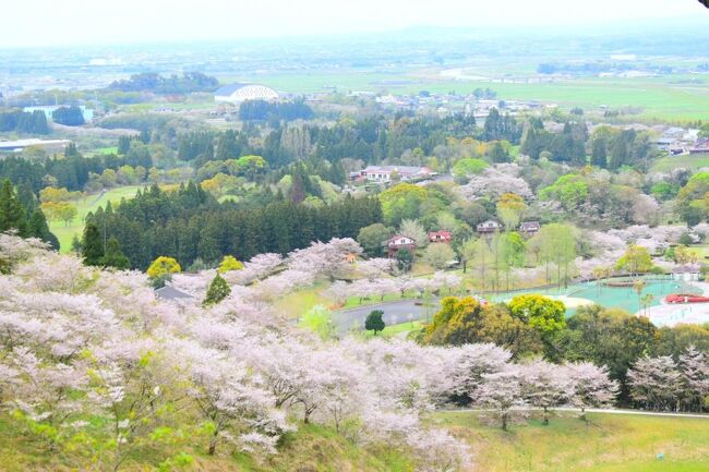 ひと春に、せめて１か所くらいは桜を見に行こう！と検索してヒットしたのがここ観音池公園だった。<br /><br />元気なあの頃に見る桜の景色は、『まあ普通に綺麗』と感じはしたが、どこにでもある桜の光景なので、旅行記にする予定は無かった。