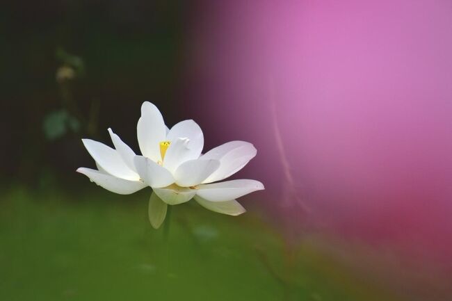 お釈迦様の台座の花として知られる、<br />ハスの花、蓮華は、<br />清らかさや聖性の象徴として称えられることが多い。<br />とても上品さが愛される美しさで見る人を魅了します。<br />二千年の眠りからさめたハスが、<br />綺麗に咲くハスを東濃（瑞浪市.中津川市.恵那市）<br />三ヶ所を、去年同様に訪ねてみました。<br /><br />瑞浪市土岐町の古刹（こさつ）、<br />櫻堂薬師（桜堂薬師）の「鶴池」<br />ハス（蓮）は、朝早く開花して昼前に閉じてしまい、<br />これを３日繰り返し、４日めに散ってしまいます。<br />１日ごとに変化する花で、２日めの姿がいちばん美しいそうです。<br />少し早めに来たのか、咲き始めなのか.<br />ハスに去年よりも勢いがなかった。<br /><br />次に、岐阜県中津川市阿木の花ハス・三ヶ所。<br />最初に、休耕田を活用して杉浦家のハス田<br />曹洞宗 賀雲山 萬嶽寺のハス<br />ハスの花、すなわち蓮華は、<br />清らかさや聖性の象徴として称えられることが多い。<br />「蓮は泥より出でて泥に染まらず」<br />蓮のお寺 中津川市阿木 曹洞宗 賀雲山 萬嶽寺<br />最後に、最初に、休耕田を活用して西尾家のハス田<br /><br />岐阜県恵那市にある明智町は、「日本大正村」<br />大正ロマン館に隣接した大正花蓮園、<br />花蓮園に、大きなピンクや白の花はすが咲いてました。<br />境内に108鉢のハスがずらり。<br /><br />