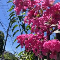 百日紅咲き誇る湘南鵠沼の夏、ビックリの出会いありあり備忘録