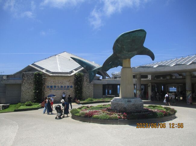 　夏が来ました。梅雨も明けました。全国旅行支援を利用した「沖縄ツアー」その２は「美ら海水族館」と「沖縄海洋公園」の旅を記します。水族館の費用は個人負担でもあり、３回も見学しているので、その時間は公園内をフリーで歩きました。時間は十分にあったけれど、広すぎて全部は廻れませんでした。<br />