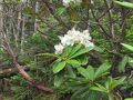 飲んだくれ山友達とハクサンシャクナゲ咲く金峰山