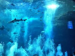 午後から新江の島水族館に行ってきた