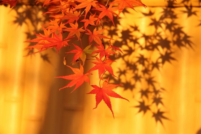 何度目かの紅葉を見に京都へ。