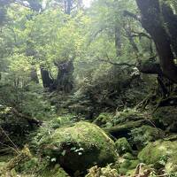 【1日目】屋久島3泊4日ゆるっと一人旅