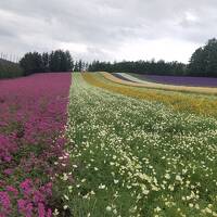 北海道へ人生初の一人旅②～富良野のラベンダー畑へ～