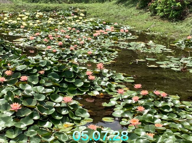 鹿児島県薩摩郡さつま町にある田原棚田のスイレンをようやく見に行くことができました。もう何年か前から行こうと計画していましたがなかなか行く機会がなかったです(2時間かかります)。花もたくさん咲いていて天気も良く綺麗でした。また蓮もありこちらも綺麗です。私以外誰もいませんでした。