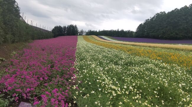 北海道へ人生初の一人旅②～富良野のラベンダー畑へ～