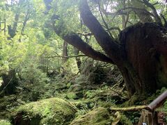 【2日目】屋久島3泊4日ゆるっと一人旅