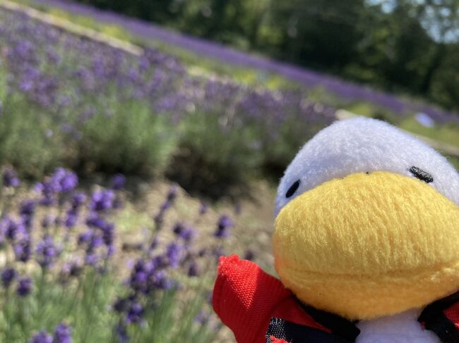 暑い日が続く中、夏の花を見てきました。上野公園不忍池の蓮の花、清瀬のひまわり、群馬県沼田のラベンダー。どこも見事でした。