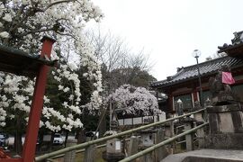 春のいざいざ奈良旅♪　Vol.439　優雅な奈良散歩：桜満開の氷室神社♪