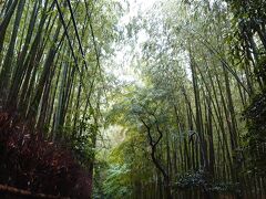 半日観光～京都　雨の嵐山散策