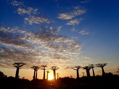 タイさんのマダカスカルの旅20日目(2023/7/23)アンタナナリボからモロンダバへ。バオバブ並木