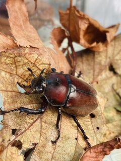 またキャンプ！カブトムシリベンジ！