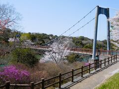 ２０２３年４月　山口県・山陽小野田市　江汐公園で桜とミツバツツジを見ました。