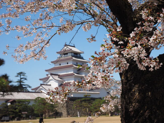 今年の桜は全国的に早かったので、旅行時期にちょうど桜が見られるかも、などと期待していました。<br />ほんとに開花時期と合って、桜とお城の風景も見られて、思い出深い旅行になりました。<br /><br />両親と弟家族と甥や姪たちの家族も含めての大移動。<br />年が近いので、従兄弟同士で仲が良く、４世代のバス旅行です。<br /><br />1日目　大内宿　<br />　　　　飯盛山<br />　　　　会津さざえ堂<br />　　　　東山温泉　（庄助の宿　滝の湯）<br /><br />2日目　赤べこ体験<br />　　　　喜多方<br />　　　　猪苗代湖畔<br /><br /><br />今年も無理しないように自由参加で計画しましたが、１８人参加。<br />賑やかな旅行になりました。<br /><br />