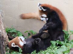 春のような初夏の旭山動物園2023（５）レッサーパンダとマヌルネコ２日日：涼しかったからか吊り橋を活用し離島へ～もぐもぐタイムみんな一生懸命