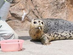 春のような初夏の旭山動物園2023（７）きりん舎・かば館＆ぺんぎん館・あざらし館～同居開始のキリン父子や保護アザラシの赤ちゃんのユキちゃん