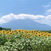 山中湖わんこ旅♪早朝の湖畔散歩と猛暑のお花畑