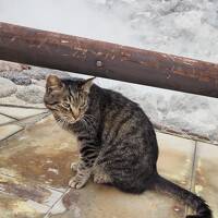 2023GW　公共交通機関で九州の旅（１）猫さまスポット雲仙