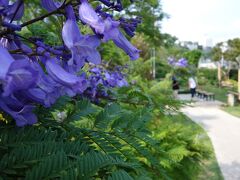 ジャカランダの花いっぱいの熱海東海岸。将来は宮崎よりすごくなるかも。