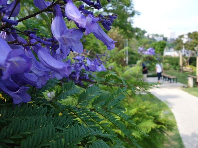 ジャカランダは世界三大花木。どちらかというと南洋の花。<br />日本では宮崎県の日南に１０００本のジャカランダの森があってジャカランダまつりもやってます。<br />でも最近、静岡にもあると聞いて機会をうかがってました。<br />とある晴れた週末、伊東の帰りに立ち寄ってみました。<br />あ、宮崎より密集しててきれいかも。しかも花つきもいいみたい。<br />宮崎は山の斜面に森、ここ熱海は街中の遊歩道に密集。<br />木の大きさはまだまだですが、いつかこちらの方が本場になるかも。<br />花つきに関しては、ジャカランダは冬が寒いと花芽ができにくいそう。<br />冬は宮崎より熱海の方が暖かい、ということなんでしょうか。温泉地だから地面が熱いんでしょうか。<br />なお、ジャカランダの本数、お宮公園が１０５本、親水公園前が３１本。両方合わせて「東海岸のジャカランダ」。本数の点でやはりお宮公園に行きますが、親水公園の方が木が大きいそうで。両方行くべきだったかな。また糸川遊歩道にはブーゲンビリアがいっぱいとか。これもいくべきだったか。またいつか来たいと思います。<br /><br /><br />