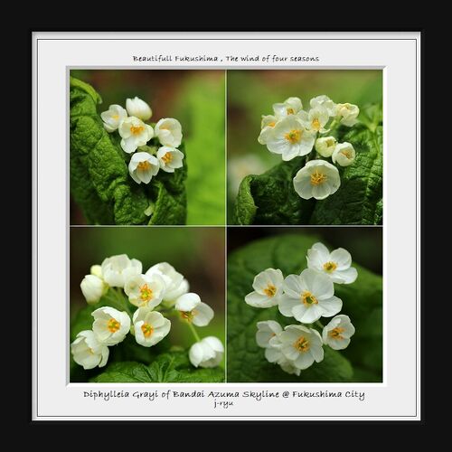 ◇神秘のクリスタルフラワー❀サンカヨウ（山荷葉）咲く磐梯吾妻