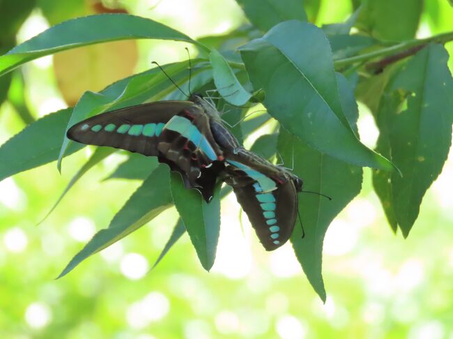8月3日、午後2時過ぎに川越市の森のさんぽ道へ行きました。　この日の気温は36℃越えで汗びっしょりでした。まさに酷暑をこらえての蝶観察でした。　約二時間歩きましたが、蝶の種類は限られていました。　レジャー農園でウラナミシジミとモンキチョウが見られました。　中央部分の森にある農家の庭付近で交尾中のアオスジアゲハを見ました。直ぐ近くにヒメアカタテハが見られました。肉眼で見られた蝶はその他、ナミアゲハとキタテハが見られました。<br /><br /><br /><br />*写真は交尾中のアオスジアゲハ