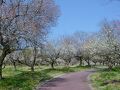 綾部市梅林公園のうめ梅まつりを楽しむ