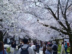 醍醐寺で花見を楽しむ