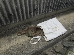 猫島のネコ　まとめ