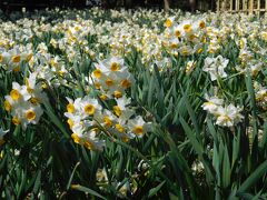 ２０２３年２月　山口県山陽小野田市　縄地ケ鼻公園で水仙と梅を見ました。