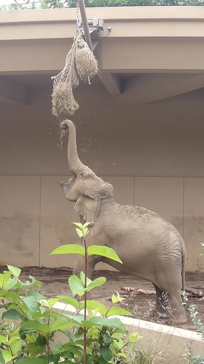 北海道へ人生初の一人旅③～円山動物園と新千歳空港～