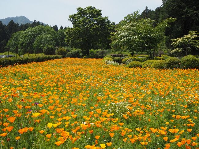 鹿沼にある「花農場あわの」でランチしようと出かけてきました<br />農場内の畑では、ピークを過ぎた花の種類もありましたが、たくさんのハナビシソウやマーガレットが見頃で綺麗に咲いていました<br />それと、栃木市の花センターの温室で開催されてる紫陽花の展示を見たくて、行ってきました<br />温室内の熱帯の植物の１つ、ヒスイカズラの花がほんのちょっとだけ残ってたのを見られました