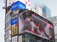 東京おでかけ「新宿東口の猫」に会いに新宿駅へ、「江戸東京たてもの園」にも行ってきました