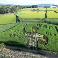 2023年夏休み～オオタニサンの田んぼアート＠岩手県奥州市