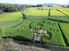 2023年夏休み～オオタニサンの田んぼアート＠岩手県奥州市