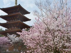 成相寺のサクラ