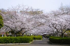 ２０２３年　山口県 須恵健康公園の桜　その１ ３月