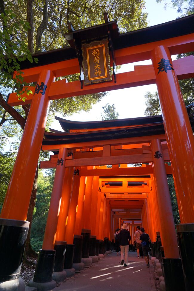 酷暑のなか京都に行ってきました。夏の、京都。単語を聞くだけで汗が出てきます。どのみち仕事に行くだけでも大量の汗。それなら京都にかき氷を食べに行こう。ずっと行きたかった早朝の伏見稲荷神社も詣でてこよう。京都御所の観覧も行こう。<br />しかしどちらの観光地も、街中も中国人観光客はいない。欧米系の、しかも団体ばかり。円安の日本にようこそ。