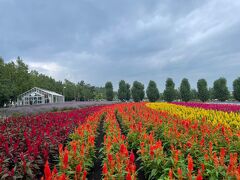 北海道家族旅行2日目・富良野セブンスターの木～青い池～ファーム富田