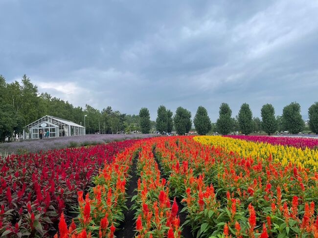 北海道2日目は旭山動物園からセブンスターの木～白金青い池～ファーム富田<br />に向かう。