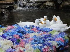 大人気スポットあじさいの水中華！雨引観音へ行って来た！