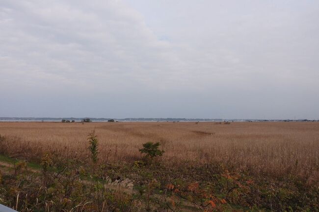 　稲敷市の浮島湿原周辺でバードウォッチングを楽しみました。<br /><br />表紙写真は、霞ケ浦浮島湿原の風景です。<br />